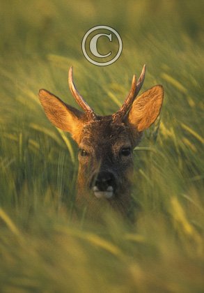 Roe Deer Buck DM0684